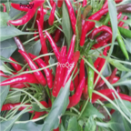 18usd Ngryise 5000pcs Pepper Capsicum red Hot Chili seed