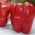 18usd Ngryise 5000pcs red sweet Pepper Capsicum seed