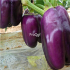 18usd Ngryise 5000pcs purple sweet Pepper Capsicum seed
