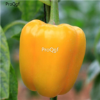 18usd Ngryise 5000pcs yellow sweet Pepper Capsicum seed
