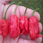 18usd Ngryise 5000pcs Pepper Capsicum Carolina Reaper seed