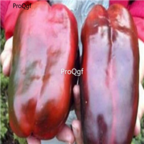 18usd giant sweet Ngryise 5000pcs Pepper Capsicum seed