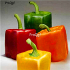 18usd Ngryise square shape 5000pcs Pepper Capsicum seed