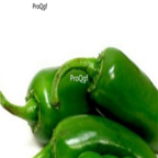 18usd Jalapeno Chilli Ngryise 5000pcs Pepper Capsicum seed