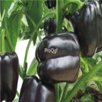 18usd Ngryise 5000pcs black sweet Pepper Capsicum seed