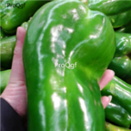 18usd  Ngryise 5000pcs giant green Pepper Capsicum seed