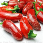 18usd Chilli Red Jalapeno Plant Ngryise 5000pcs Pepper Capsicum seed