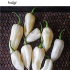 18usd Ngryise 5000pcs white sweet Pepper Capsicum seed
