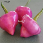 18usd Ngryise 5000pcs purple Pepper Capsicum seed