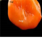 18usd Ngryise 5000pcs orange chilli Pepper Pepper Capsicum seed