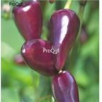 18usd Ngryise 5000pcs purple chilli Pepper Capsicum seed
