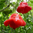 18usd Ngryise 5000pcs red ufo Pepper Capsicum seed