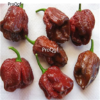 18usd Ngryise 5000pcs chocolate carolina reaper Pepper Capsicum seed