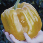 18usd Ngryise 5000pcs  gold pepper seed