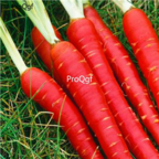 18usd Ngryise 3000pcs red carrot vegetable seed