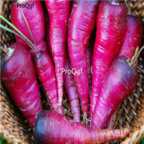 18usd Ngryise 3000pcs purple carrot vegetable seed