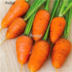 18usd Ngryise 3000pcs yellow carrot vegetable seed