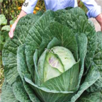 18usd Ngryise 3000pcs Giant Russian Cabbage seed