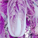 18usd Ngryise 3000pcs purple Giant Russian Cabbage seed