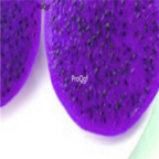 15usd Ngryise 3000pcs purple dragon fruit seed