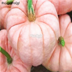 18usd Ngryise 300pcs pink pumpkin vegetable seed