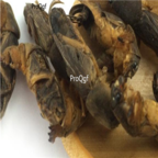 10usd Ngryise 200gram Wild Dried Mole Cricket