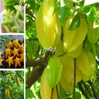 15usd Ngryise 1000pcs Carambola Bonsais Star Fruit seed