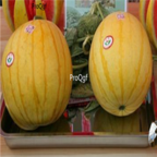 18usd Ngryise 1000pcs Citrullus Lanatus Yellow Skin Watermelon seed