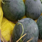 18usd Ngryise 1000pcs Citrullus Lanatus Round Black Beauty Watermelon seed