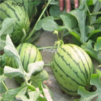 18usd Ngryise 1000pcs Citrullus Lanatus Small Red Meat Watermelon seed