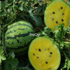 18usd Ngryise 1000pcs Citrullus Lanatus Yellow Meat Watermelon seed