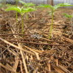 28usd Ngryise 500pcs Panax Notoginseng seed