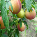18usd Ngryise 500pcs Green Plum Fruit Prunus Salicina seed