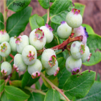 18usd Ngryise 500pcs  Blueberry Fruit Anthocyanin Berries For Bilberry seed