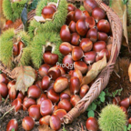 18usd Ngryise 10pcs Castanea Mollissima Tree Chestnut For Ginseng Fruit Nut seed