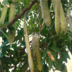 18usd Ngryise 200pcs  Honeylocust Fruit Gleditsia Sinensis For seed