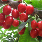 18usd Ngryise 500pcs cherry Fruit Tree Cerasus Pseudocerasus seed
