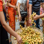 18usd Ngryise 300pcs Baccaurea Ramiflora Fruit seed