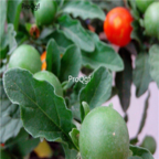 18usd Ngryise 500pcs Solanum Pseudocapsicum Tree  seed