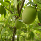 15usd Ngryise 100pcs Sour Vatica Fruit seed