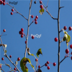 15usd Ngryise 500pcs Malus Baccata For Wild Fruit Malus seed