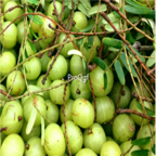 15usd Ngryise 100pcs Phyllanthi Fruit Tree Fruit Yu Gan seed