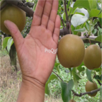15usd Ngryise 500pcs Yamanashi Fruit chinese Pyrus Shan Li seed