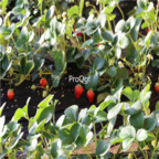 15usd Ngryise 5000pcs Red Milk Strawberry Fruit seed