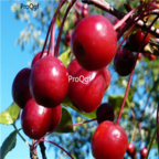 15usd Ngryise 500pcs Malus Fruit Tree Semente Malus Baccata seed