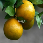 15usd Ngryise 500pcs Gong Orange Fruit seed