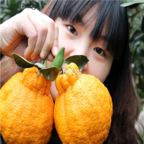 15usd Ngryise 500pcs Ugly Orange Fruit seed