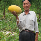 15usd Ngryise 1000pcs Cantaloupe Fruit Cucumis Sweet Hami Melon seed