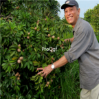 19usd Ngryise 30pcs Rare Sapodilla Manilkara Zapota seed