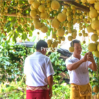 15usd Ngryise 200pcs Baccaurea Ramiflora Tree seed